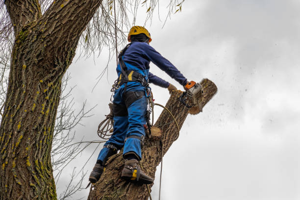 Tree Removal for Businesses in Pleasant Hills, PA